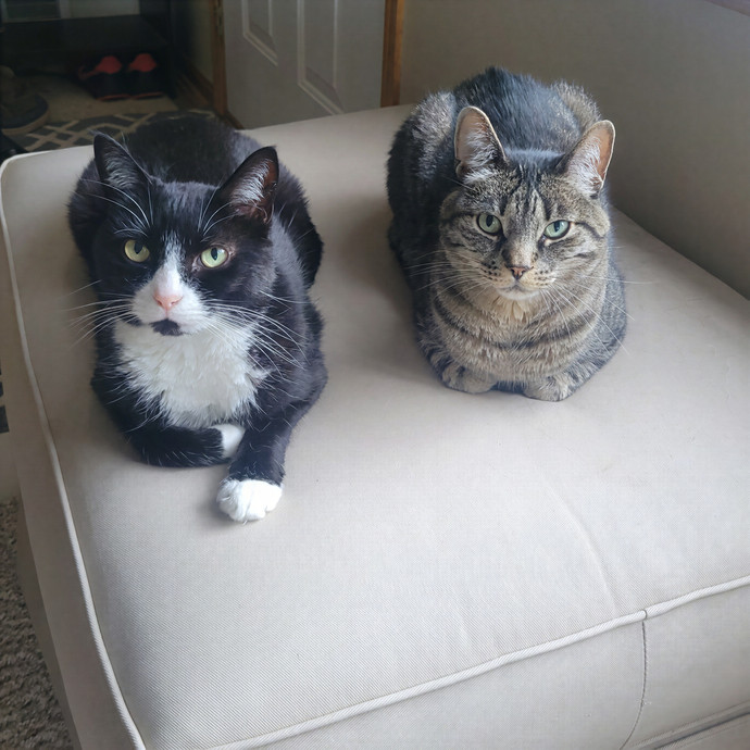Alex's Pawsitive Cat Care