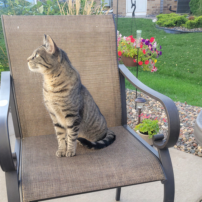 Alex's Pawsitive Cat Care