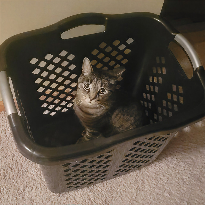 Alex's Pawsitive Cat Care