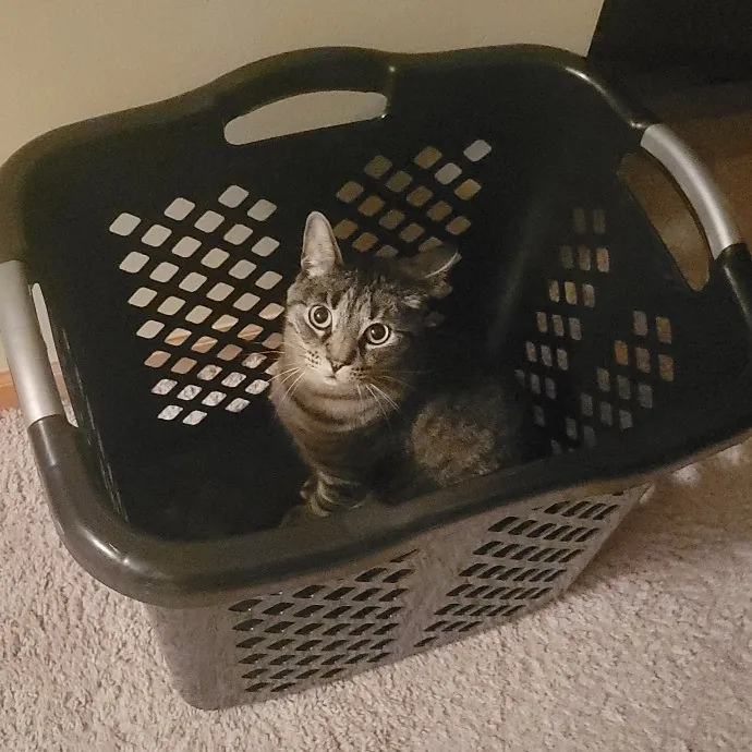 Alex's Pawsitive Cat Care