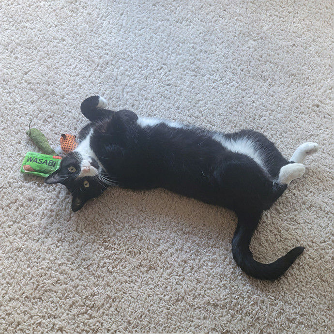 Alex's Pawsitive Cat Care