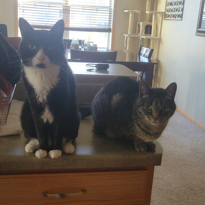 Alex's Pawsitive Cat Care