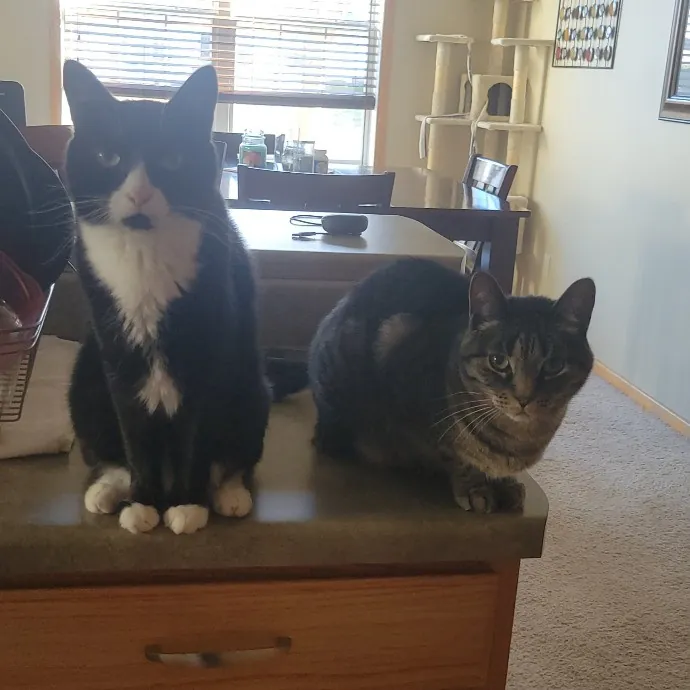 Alex's Pawsitive Cat Care