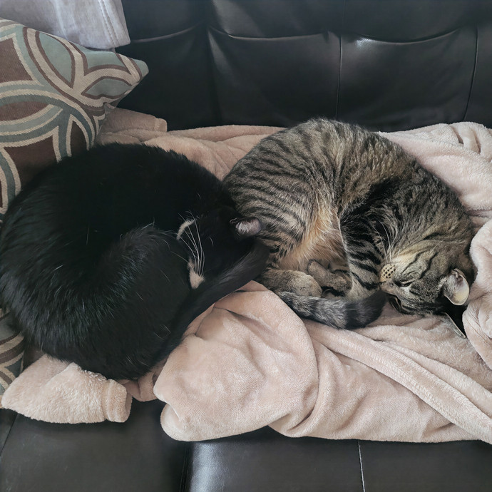 Alex's Pawsitive Cat Care
