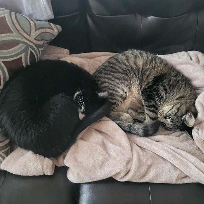 Alex's Pawsitive Cat Care