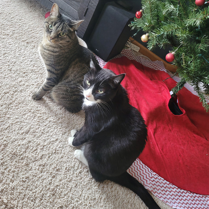 Alex's Pawsitive Cat Care