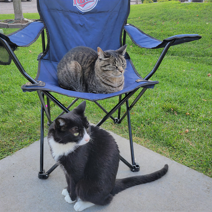 Alex's Pawsitive Cat Care