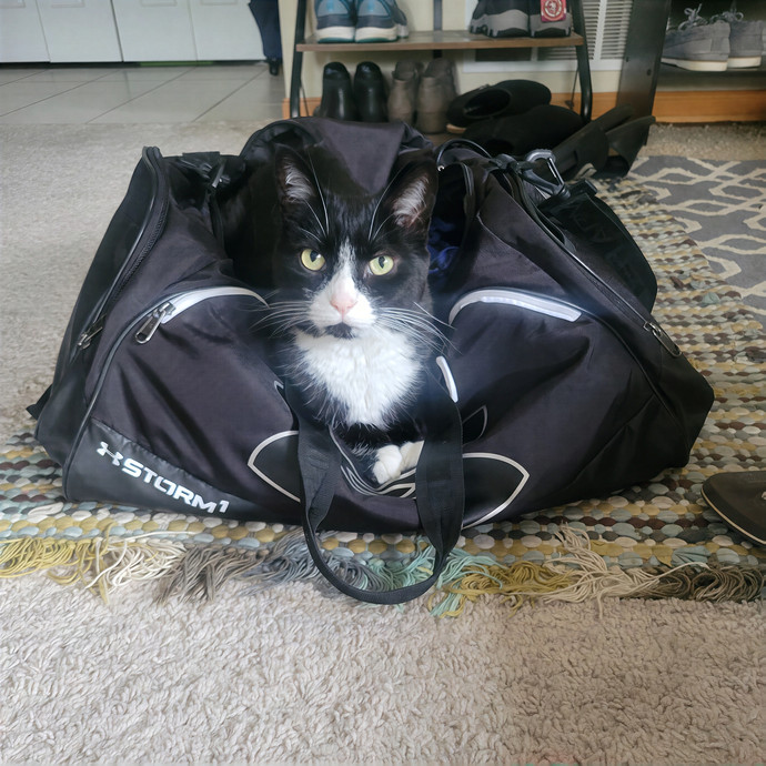 Alex's Pawsitive Cat Care