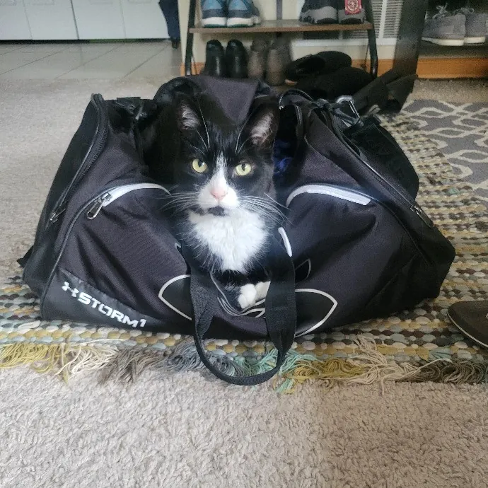 Alex's Pawsitive Cat Care