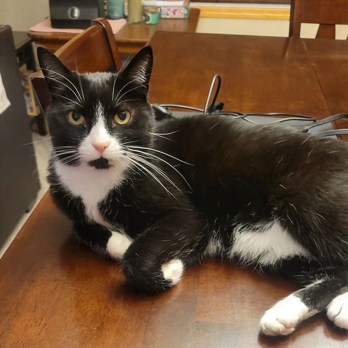 Alex's Pawsitive Cat Care