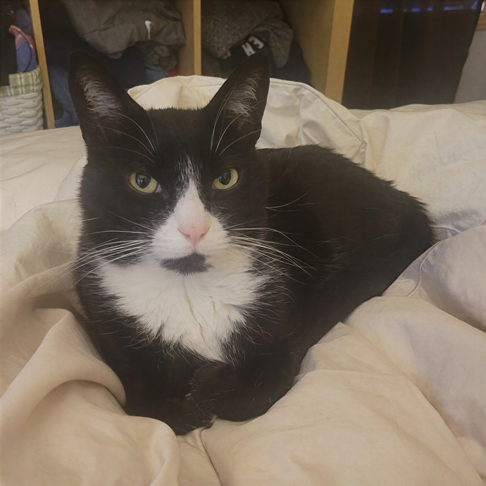 Alex's Pawsitive Cat Care