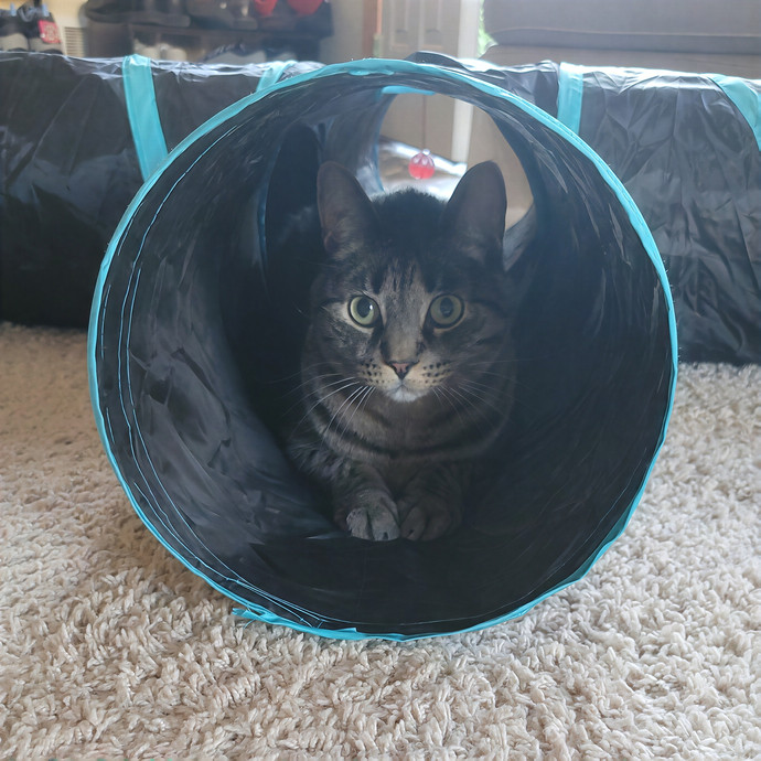 Alex's Pawsitive Cat Care