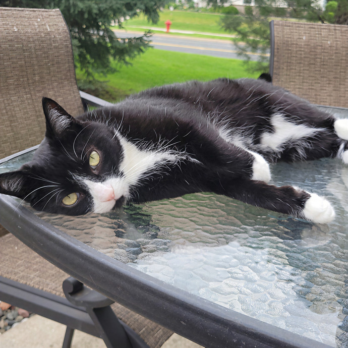 Alex's Pawsitive Cat Care