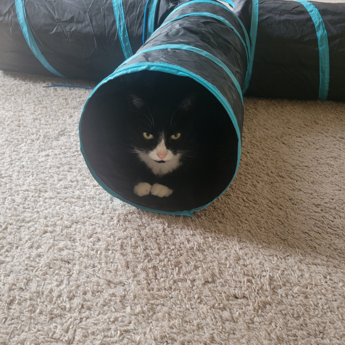 Alex's Pawsitive Cat Care photo 3