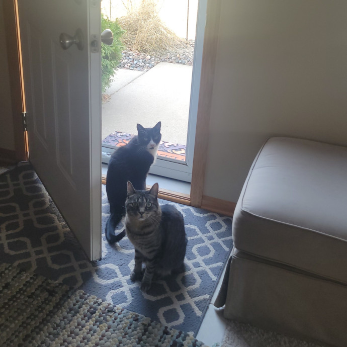 Alex's Pawsitive Cat Care photo 2
