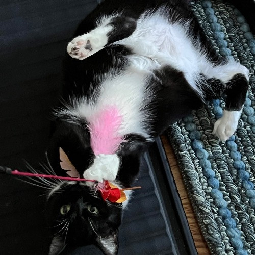 Let Me Love Your Cats