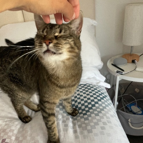 Let Me Love Your Cats
