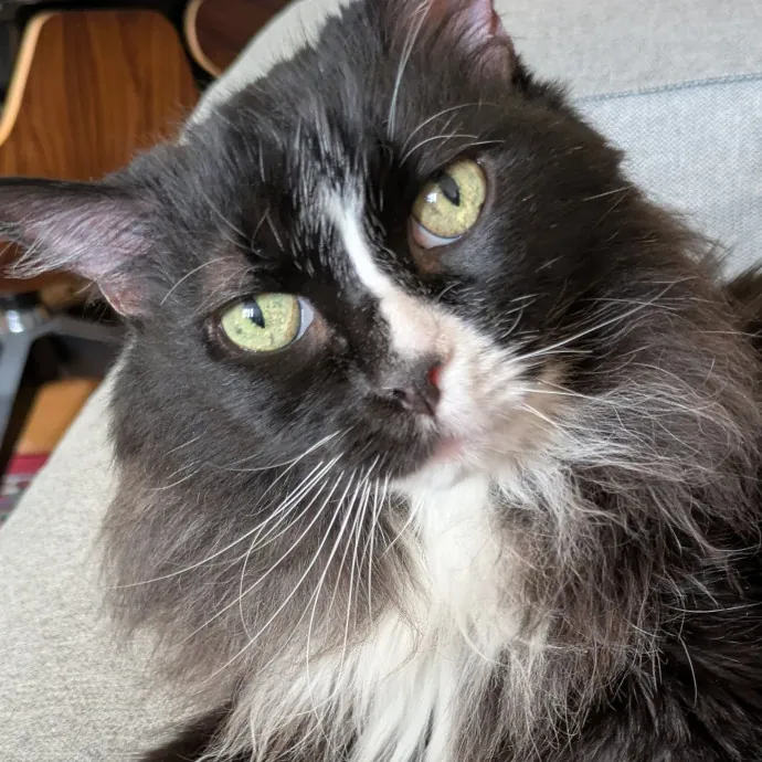 Debbie The Cat Lady photo 4