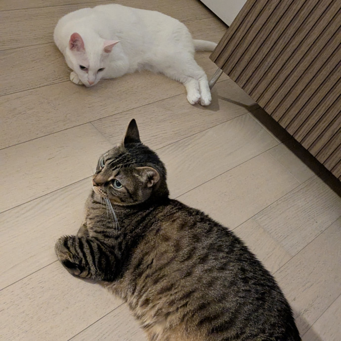 Debbie The Cat Lady photo 3