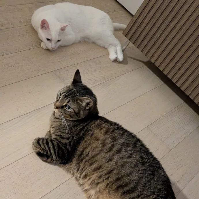 Debbie The Cat Lady photo 3