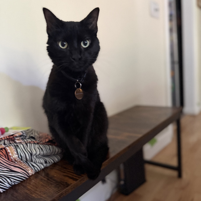 Reliable Loving Experienced Cat Care