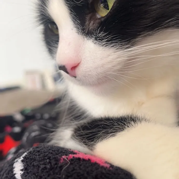 Kitty Guardian Angel photo 3