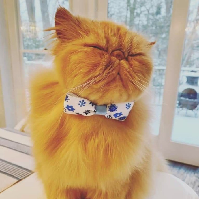 Cat Care Specialist  25 Yrs Experience