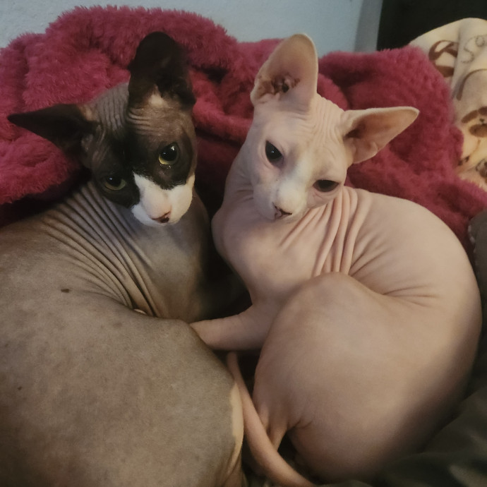 Cat Care Specialist  25 Yrs Experience