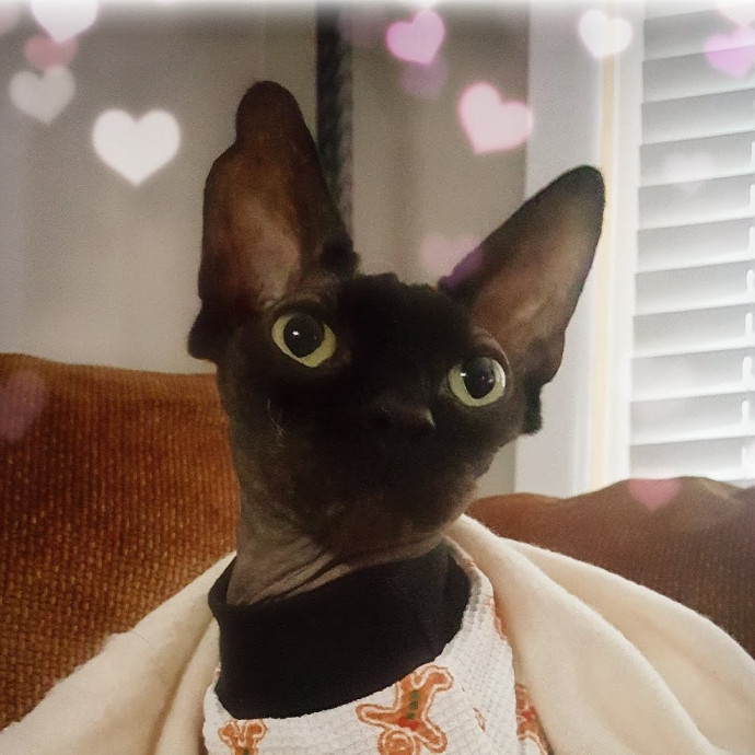 Cat Care Specialist  25 Yrs Experience