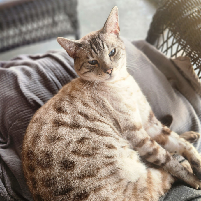 Cat Care Specialist  25 Yrs Experience