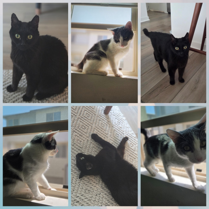 Cat Care Specialist  25 Yrs Experience