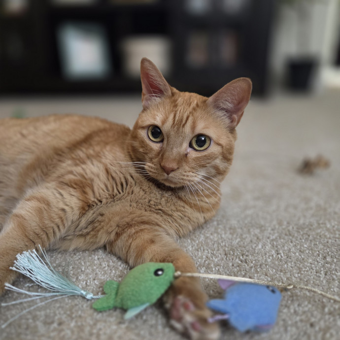 Cat Care Specialist  25 Yrs Experience