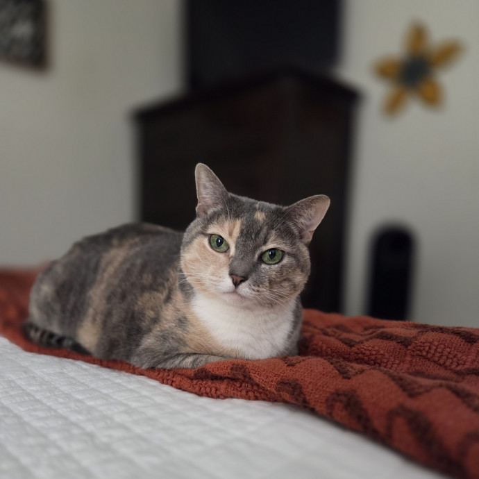 Cat Care Specialist  25 Yrs Experience