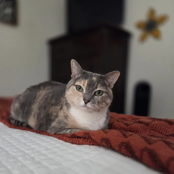 Cat Care Specialist  25 Yrs Experience