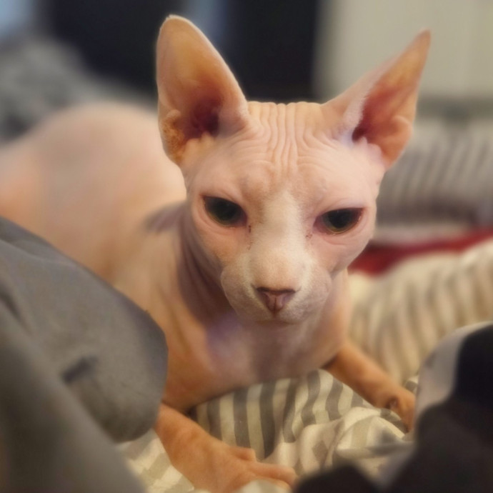 Cat Care Specialist  25 Yrs Experience