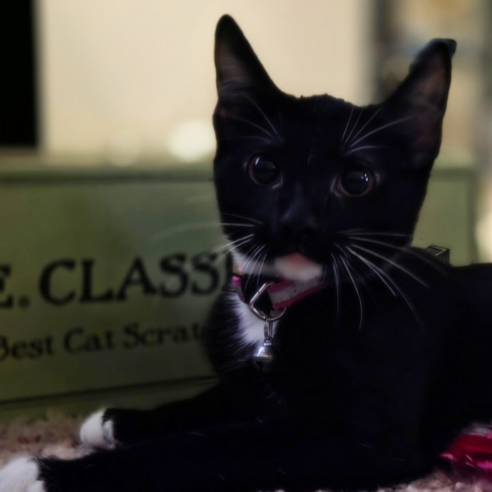 Cat Care Specialist  25 Yrs Experience