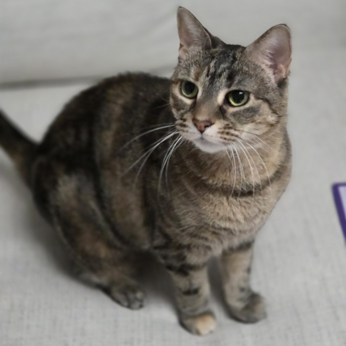 Cat Care Specialist  25 Yrs Experience