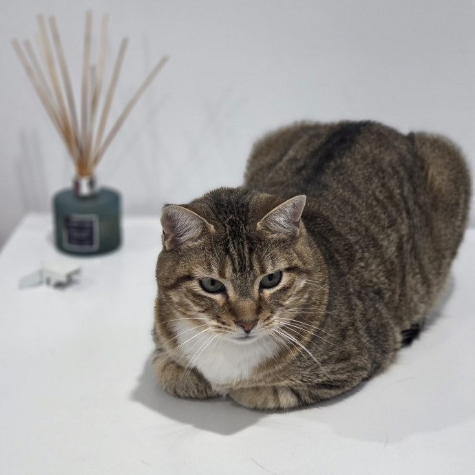 Cat Care Specialist  25 Yrs Experience