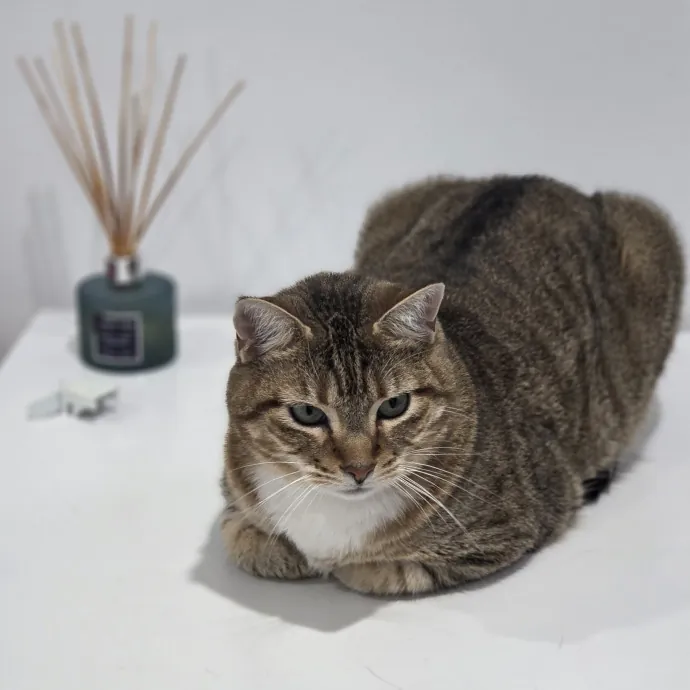 Cat Care Specialist  25 Yrs Experience