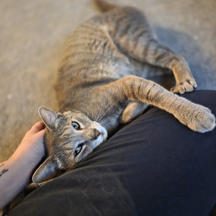 Cat Care Specialist  25 Yrs Experience