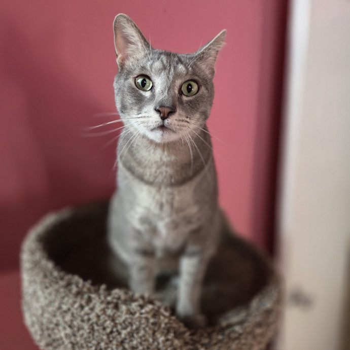 Cat Care Specialist  25 Yrs Experience