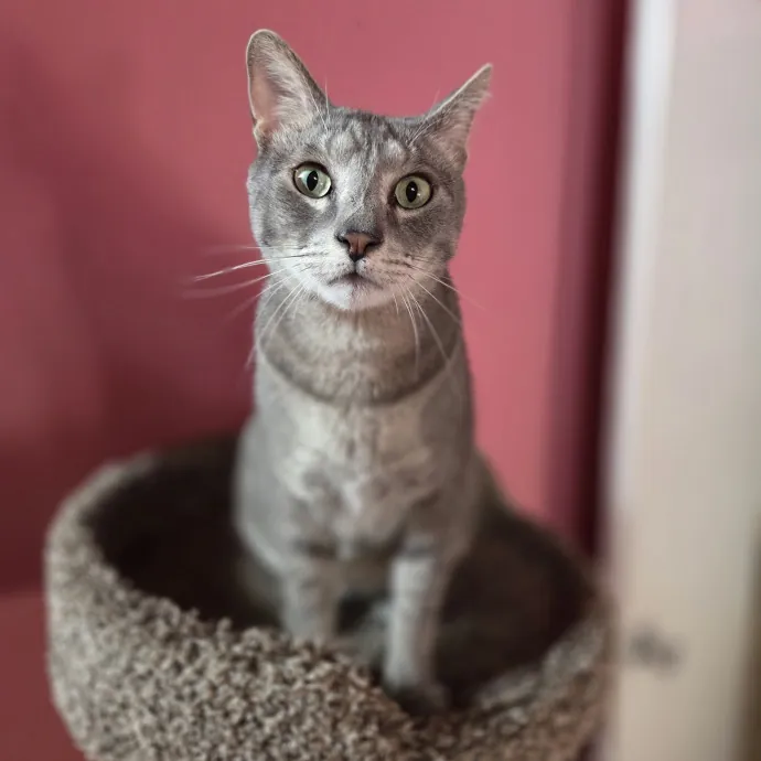Cat Care Specialist  25 Yrs Experience