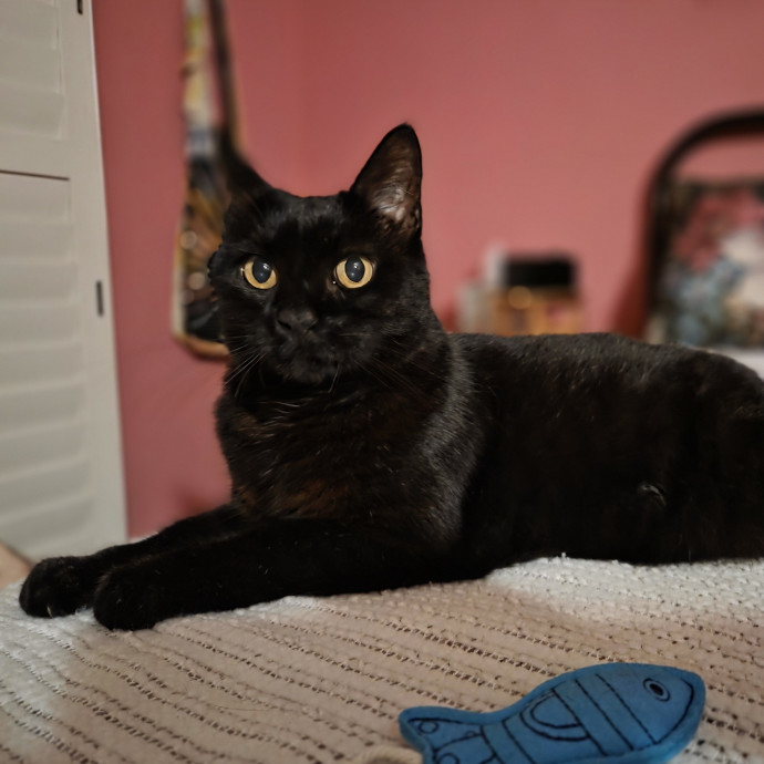 Cat Care Specialist  25 Yrs Experience