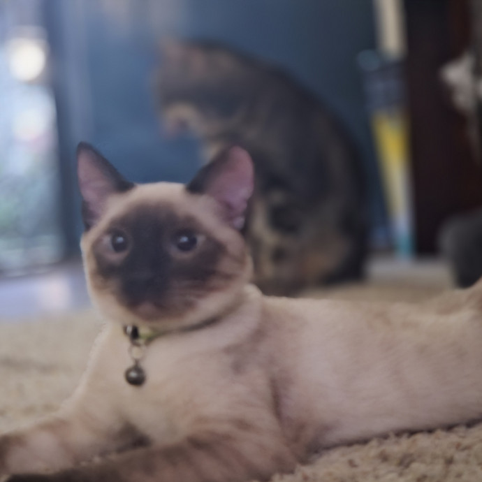 Cat Care Specialist  25 Yrs Experience