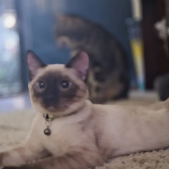 Cat Care Specialist  25 Yrs Experience