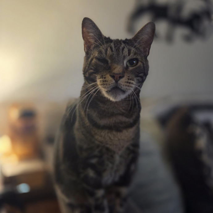 Cat Care Specialist  25 Yrs Experience