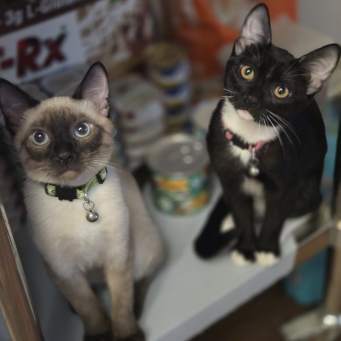 Cat Care Specialist  25 Yrs Experience