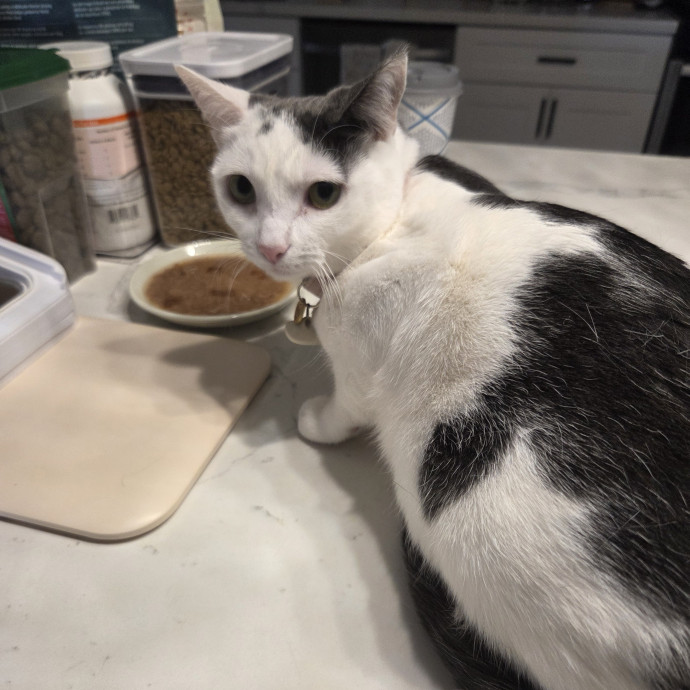 Cat Care Specialist  25 Yrs Experience