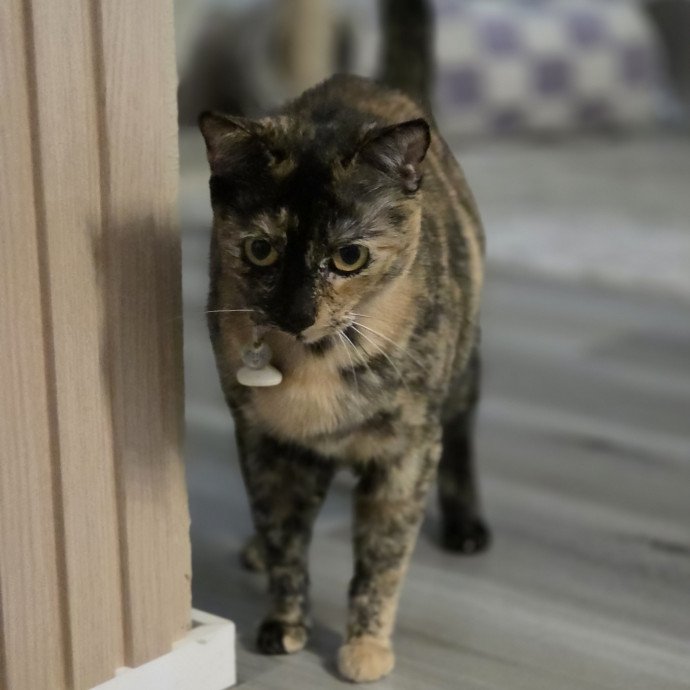Cat Care Specialist  25 Yrs Experience