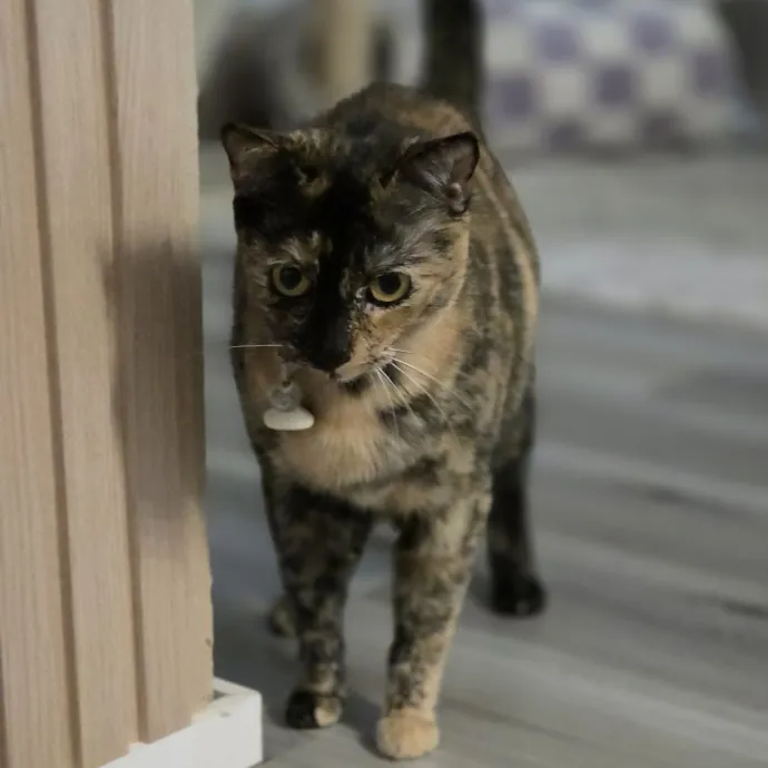 Cat Care Specialist  25 Yrs Experience